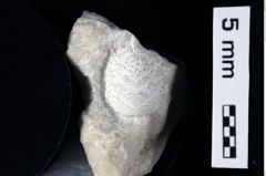 Foto (Detailansicht) von Gastrosacus tuberosiformus (Lörenthey in Lörenthey & Beurlen, 1929) (NHMW-GEO-1990-0041-0457)